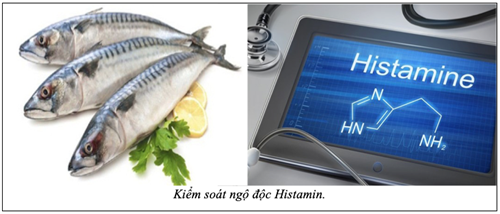 NGĂN NGỪA NGỘ ĐỘC HISTAMIN 